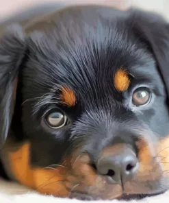 Baby Rottweiler Diamond Painting