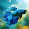 Blue Betta Fish Diamond Painting