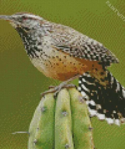 Cactus Wren Diamond Painting