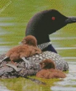 Common Loon Diamond Painting