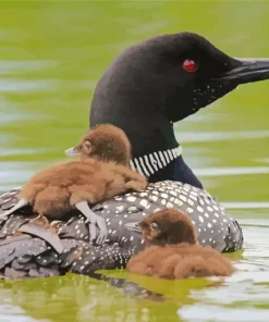 Common Loon Diamond Painting